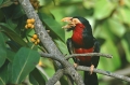 Bearded Barbet